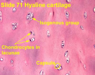 Lacunae Cartilage